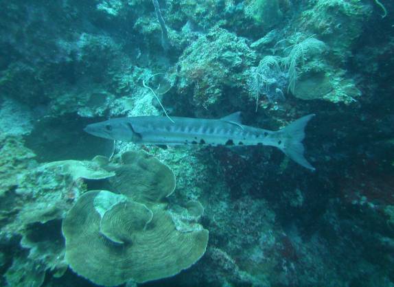 Encontro com barracuda durante mergulho em Providencia, ilha colombiana no Caribe